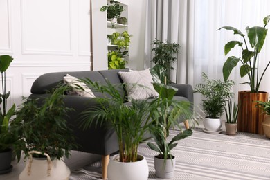 Cozy room interior with different potted green houseplants and comfortable sofa