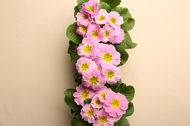 Photo of Beautiful pink primula (primrose) flowers on beige background, flat lay. Spring blossom