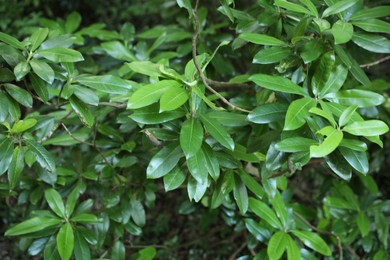 Photo of Beautiful tropical tree branches with green leaves outdoors, closeup