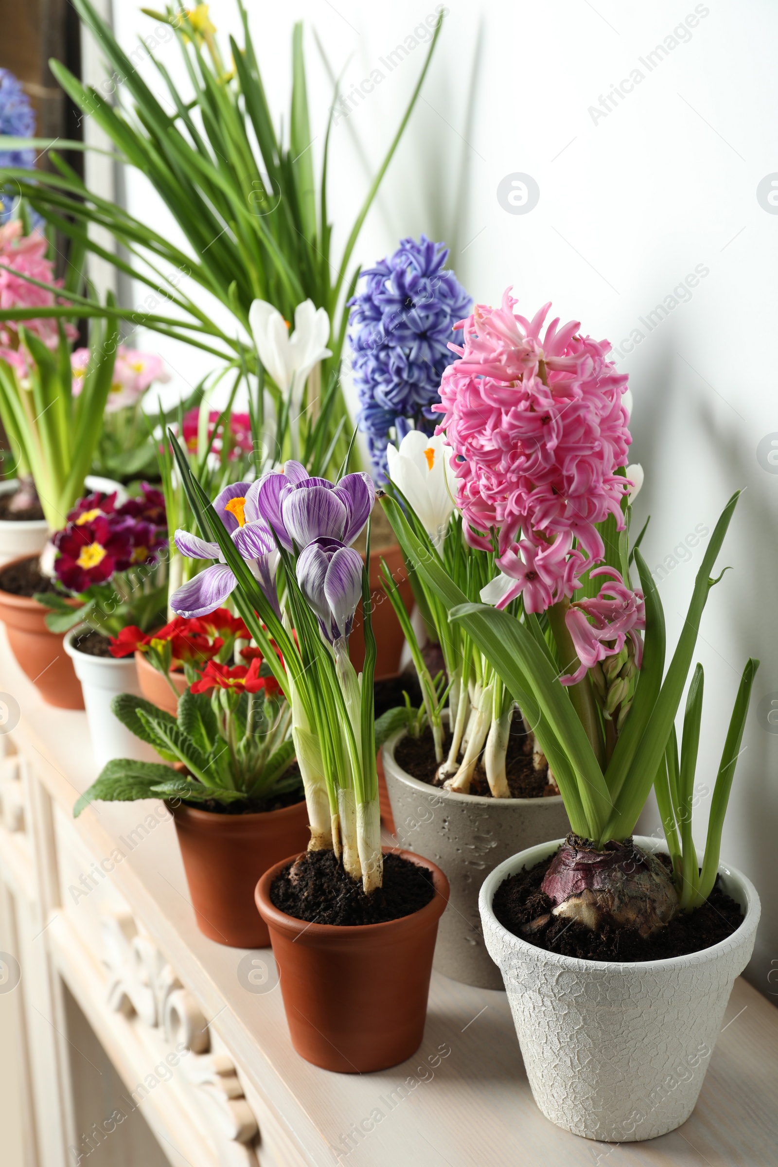 Photo of Different beautiful potted flowers on table near white wall