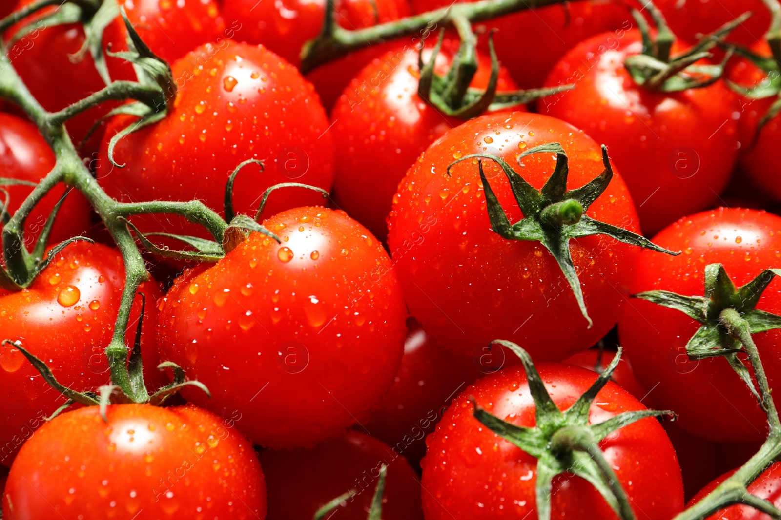 Photo of Delicious ripe cherry tomatoes with water drops as background, closeup