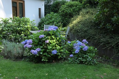 Photo of Blooming hortensia plant with beautiful flowers outdoors
