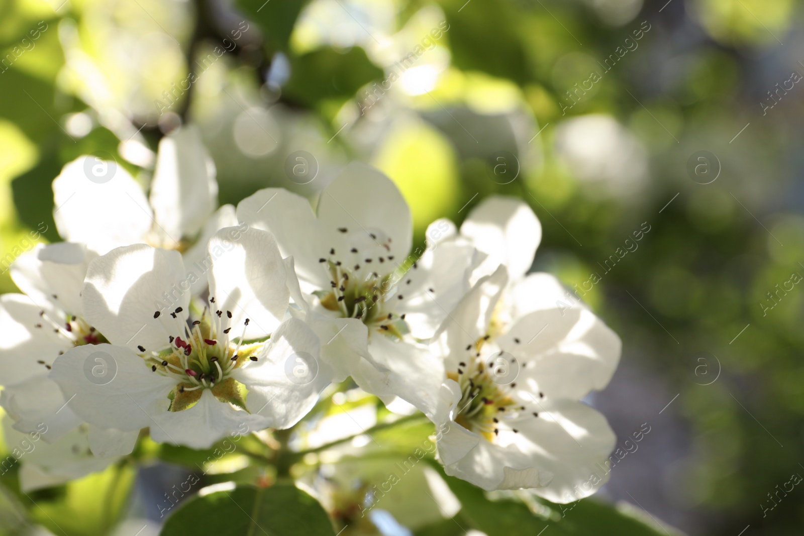 Photo of Beautiful blossoming pear tree outdoors on sunny day, closeup. Space for text