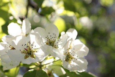 Beautiful blossoming pear tree outdoors on sunny day, closeup. Space for text