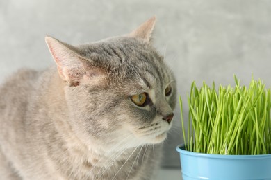 Photo of Cute cat and fresh green grass near grey wall