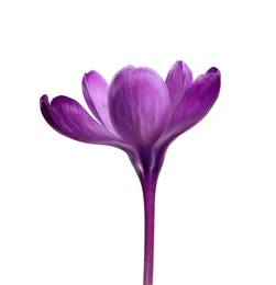 Beautiful spring crocus flower isolated on white