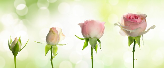 Blooming stages of beautiful rose flower against blurred background