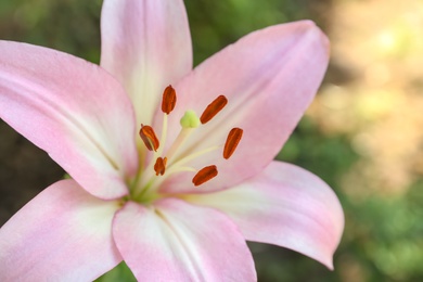 Photo of Beautiful blooming lily flower in garden, closeup