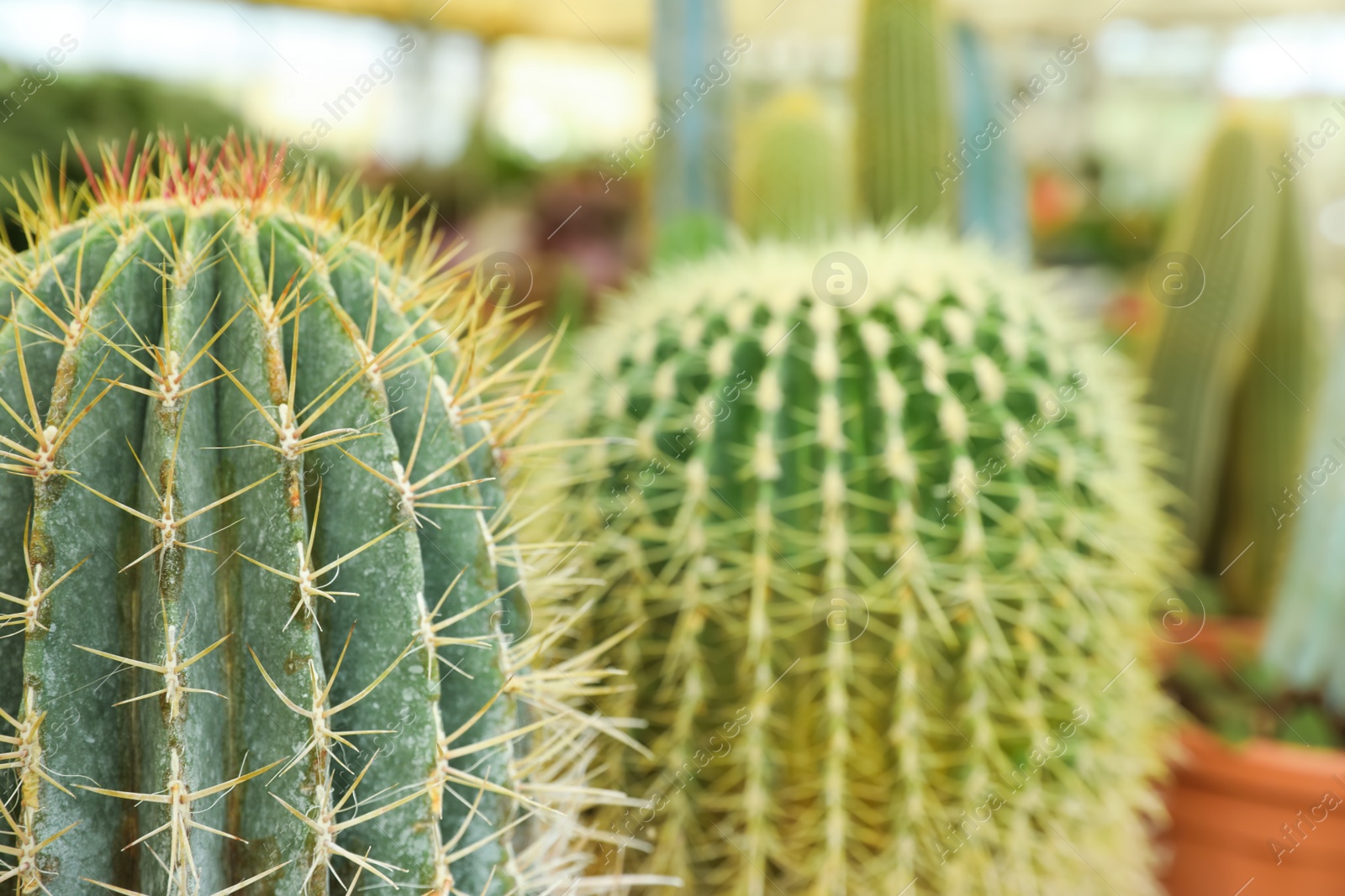 Photo of Closeup view of beautiful cactus on blurred background. Space for text