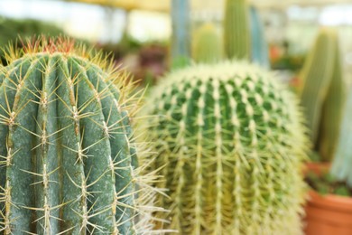 Closeup view of beautiful cactus on blurred background. Space for text