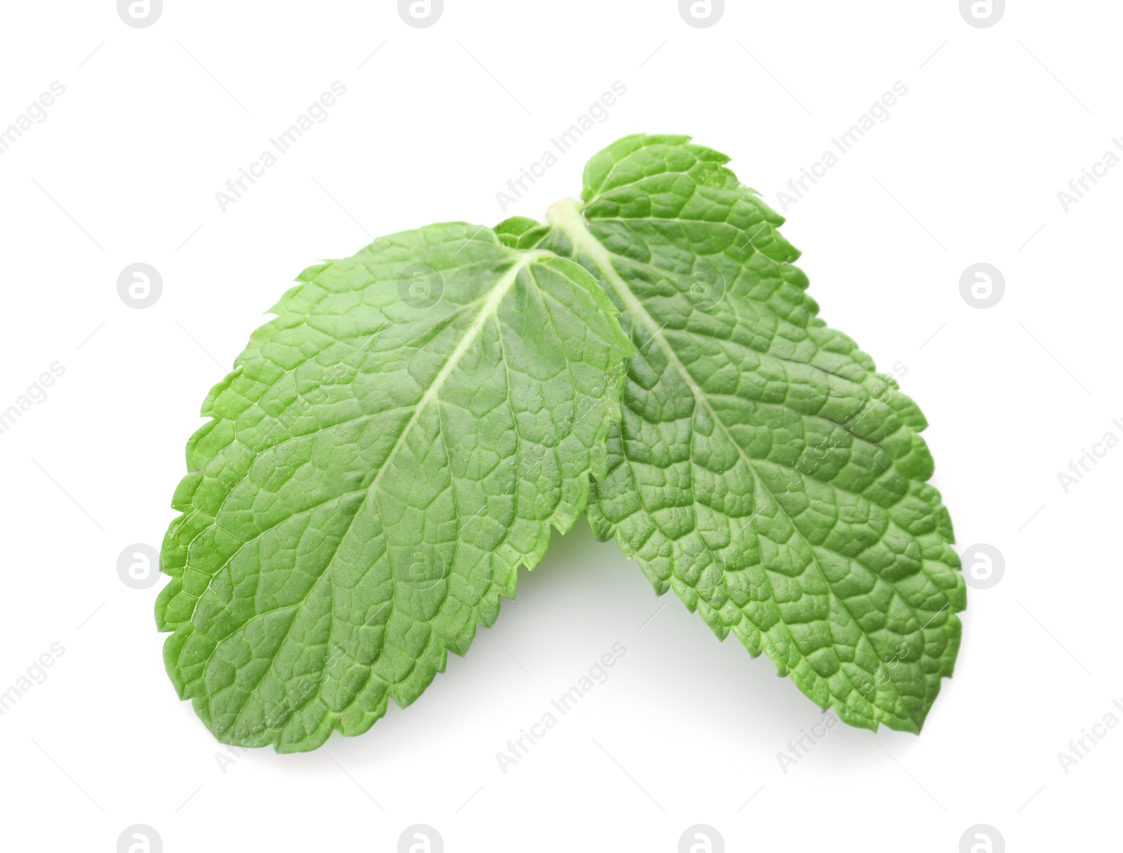 Photo of Fresh green mint leaves isolated on white