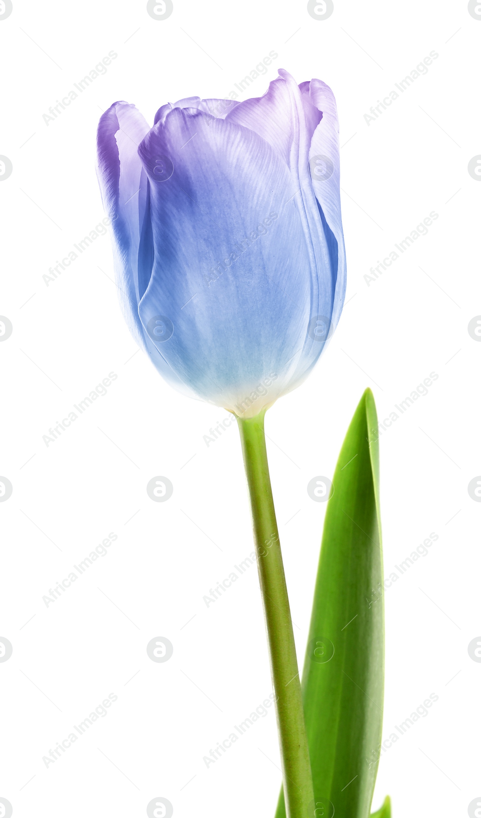 Image of Beautiful blue purple tulip isolated on white. Bright flower