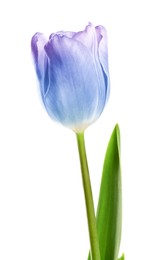 Image of Beautiful blue purple tulip isolated on white. Bright flower