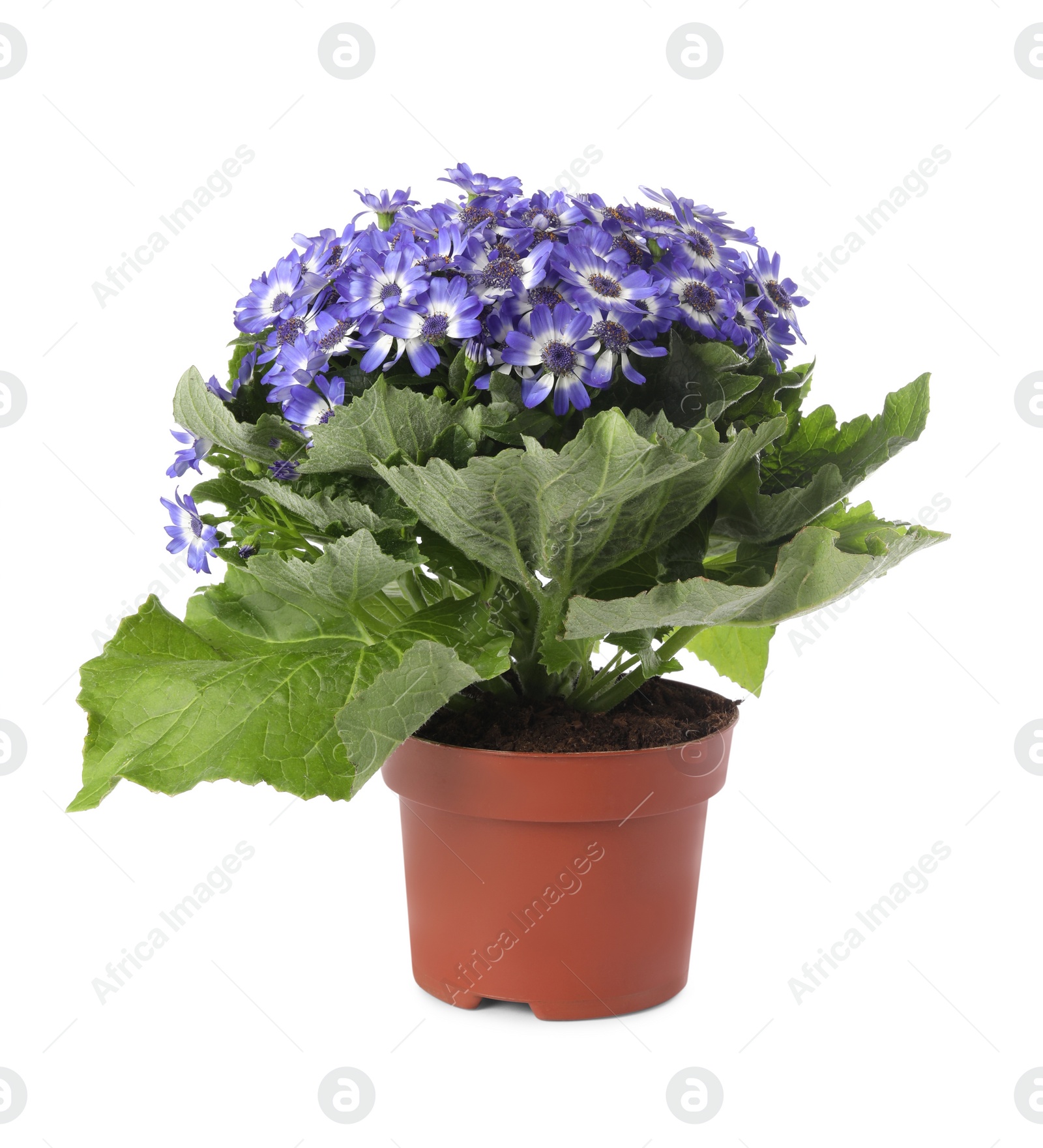 Photo of Beautiful purple cineraria plant in flower pot isolated on white