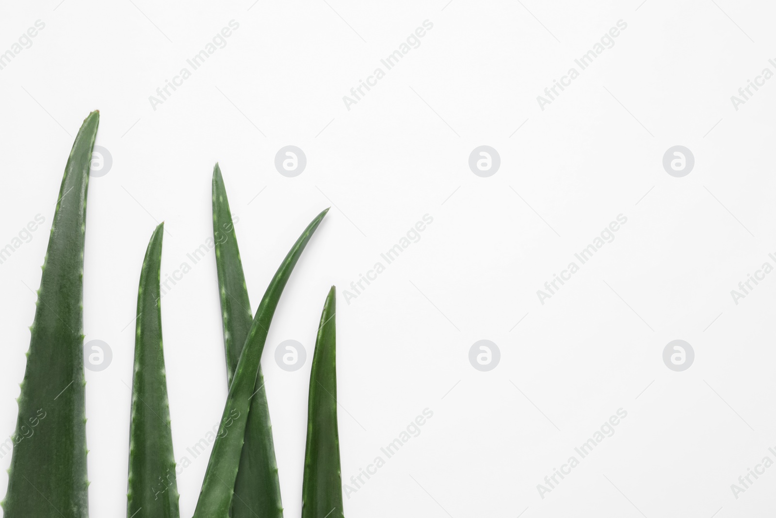 Photo of Fresh aloe vera leaves on white background, flat lay. Space for text