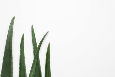 Photo of Fresh aloe vera leaves on white background, flat lay. Space for text