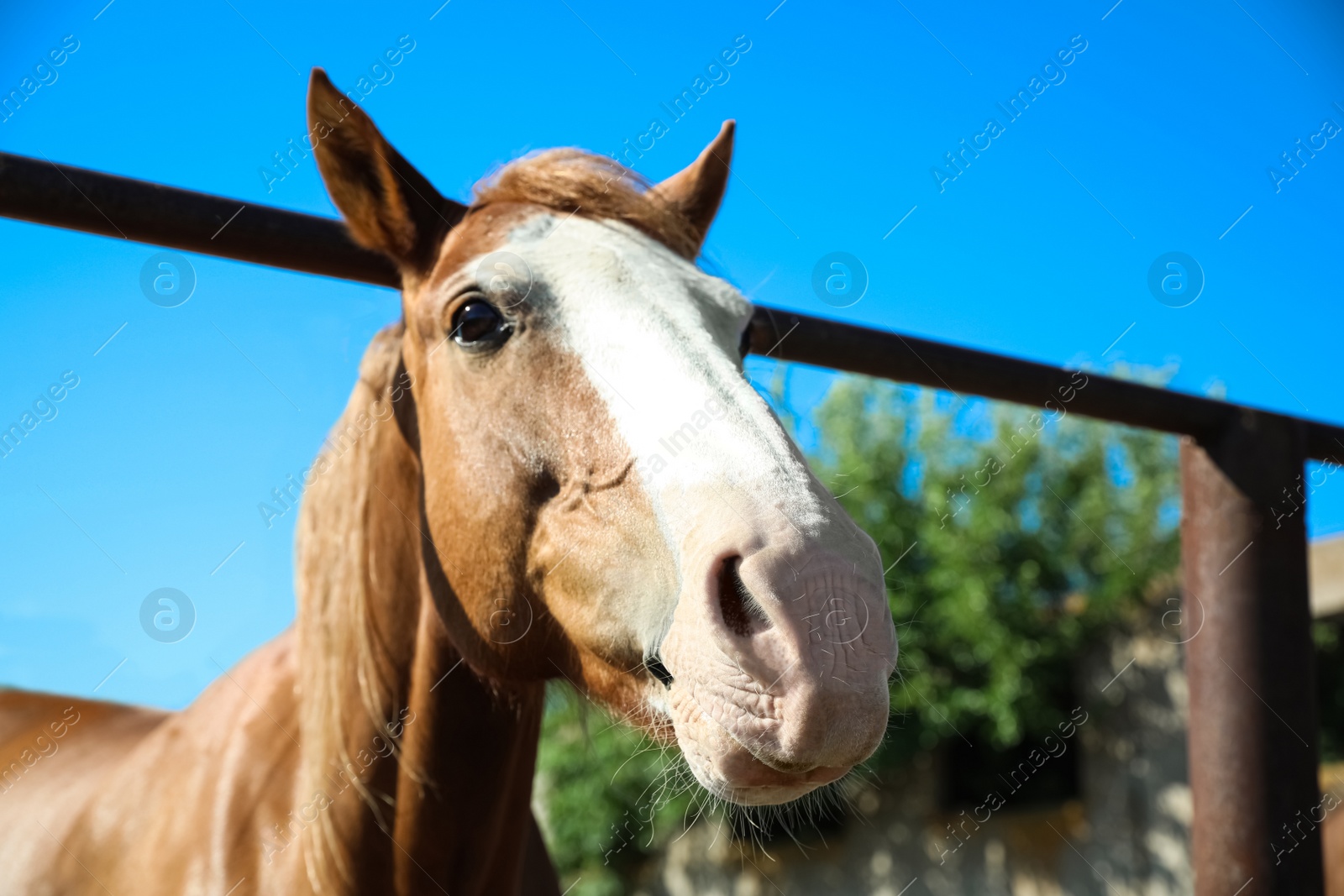 Photo of Chestnut horse at fence outdoors on sunny day, closeup. Beautiful pet