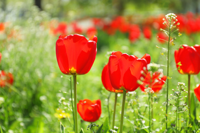 Blossoming tulips outdoors on sunny spring day