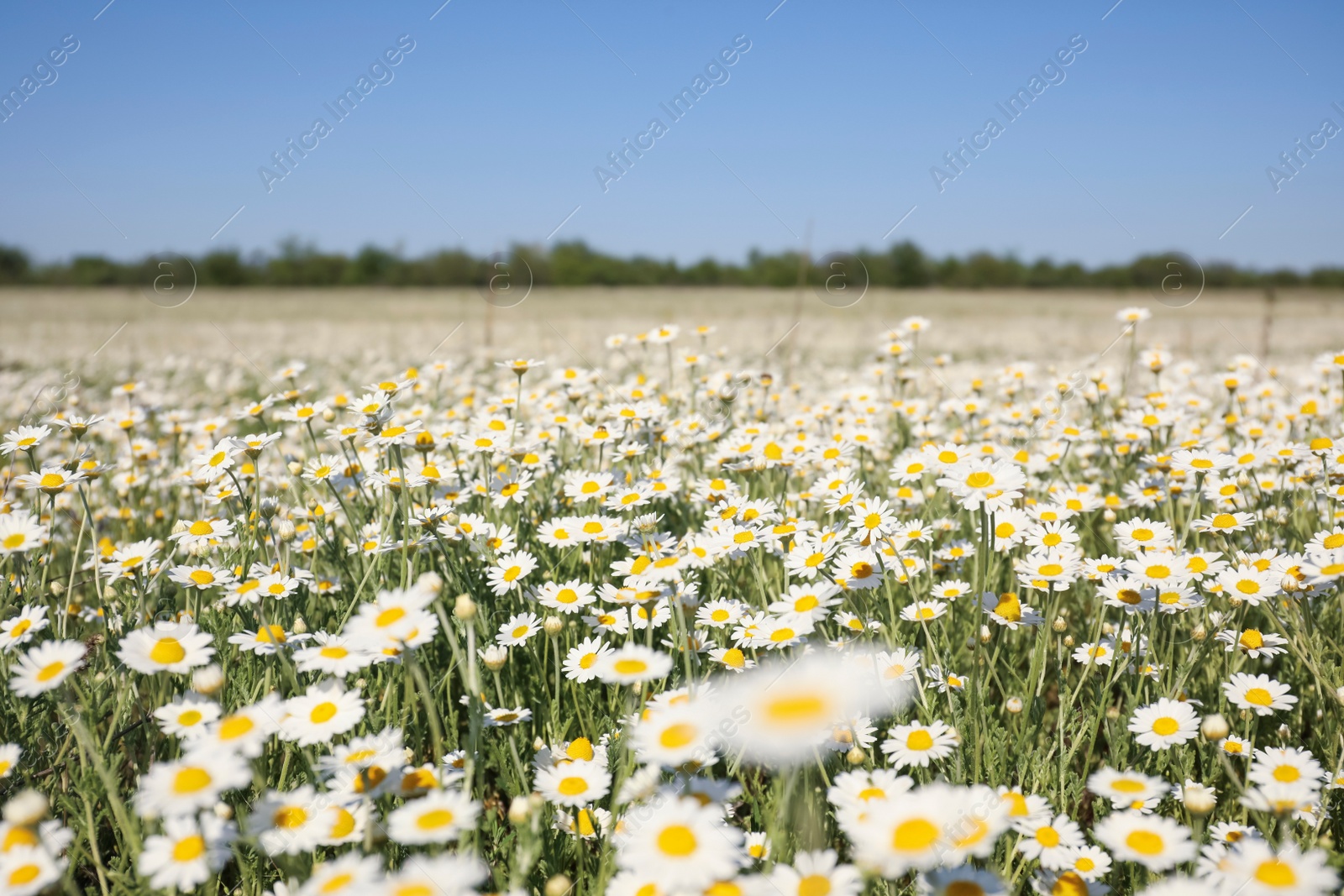 Photo of Closeup view of beautiful chamomile field on sunny day