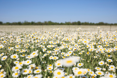 Photo of Closeup view of beautiful chamomile field on sunny day