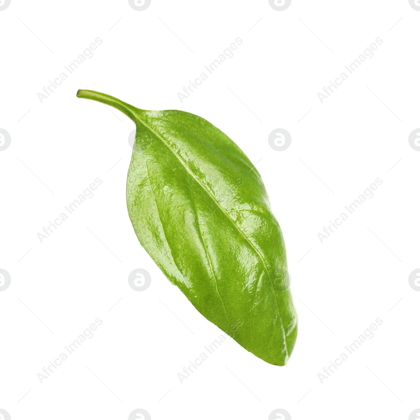 Photo of Fresh green basil leaf isolated on white