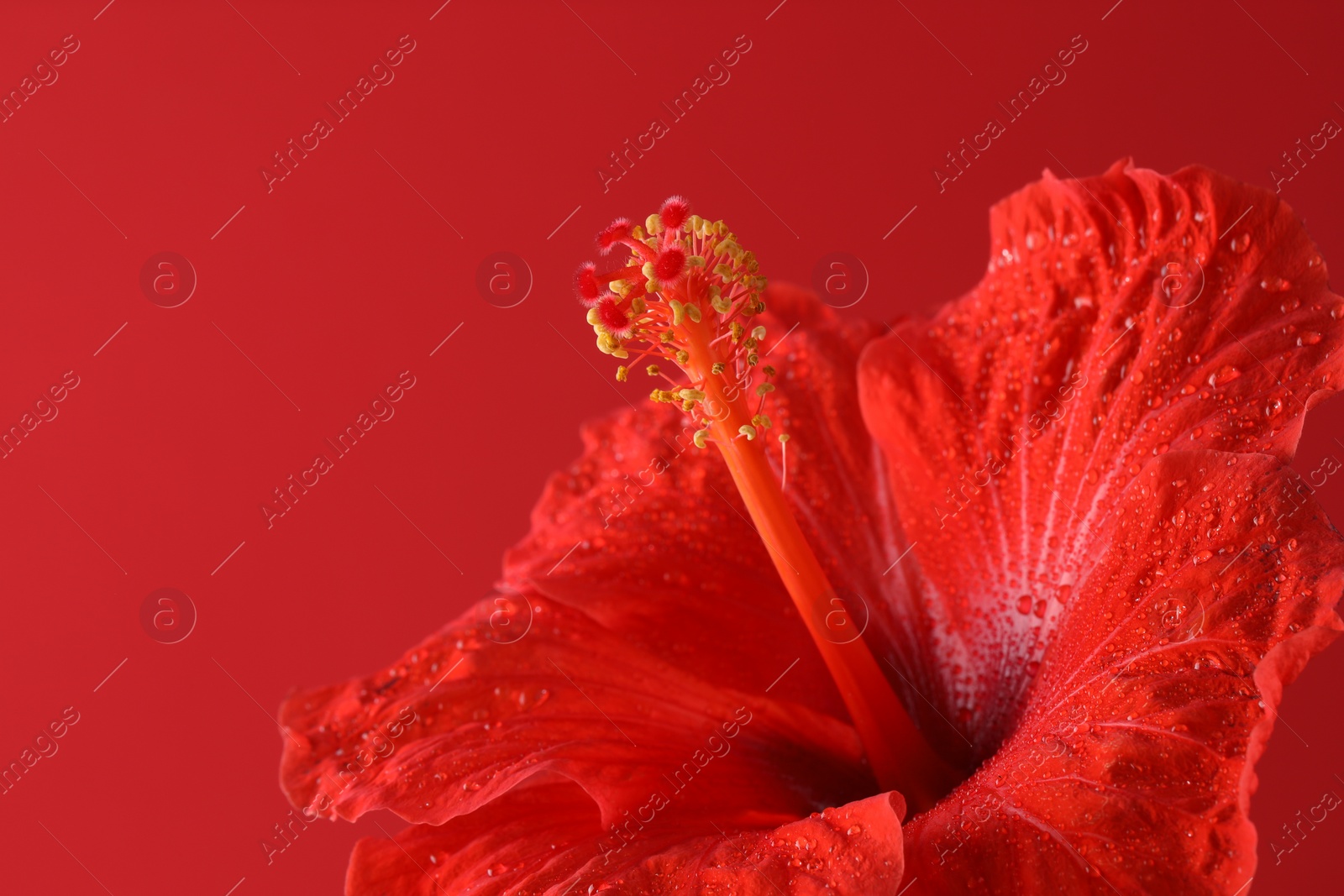 Photo of Beautiful hibiscus flower with water drops on red background, closeup. Space for text
