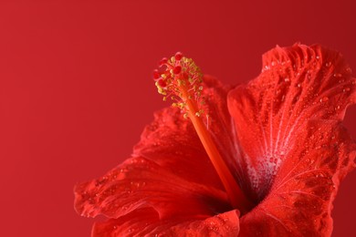 Beautiful hibiscus flower with water drops on red background, closeup. Space for text