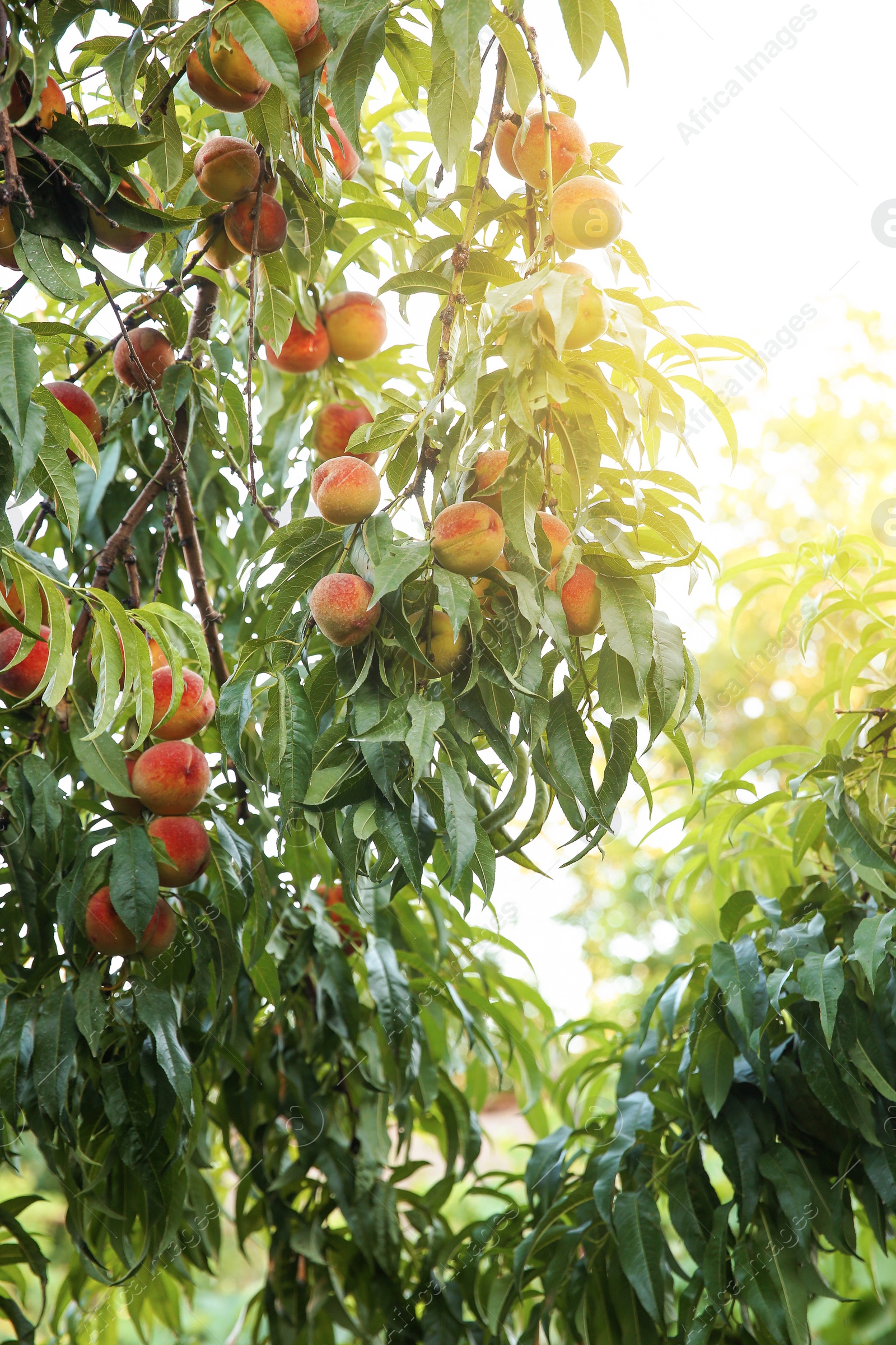 Photo of Peach tree with ripe fruits in garden