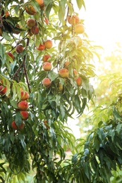 Peach tree with ripe fruits in garden