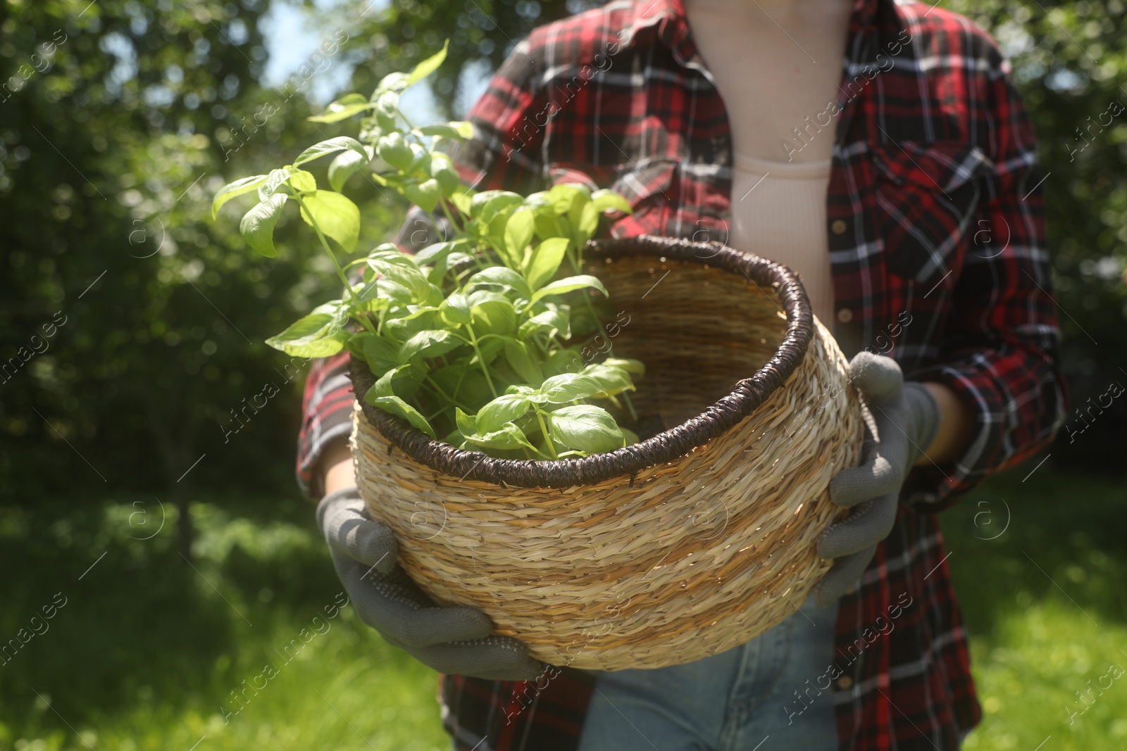 Photo of Woman holding basket with seedlings outdoors, closeup