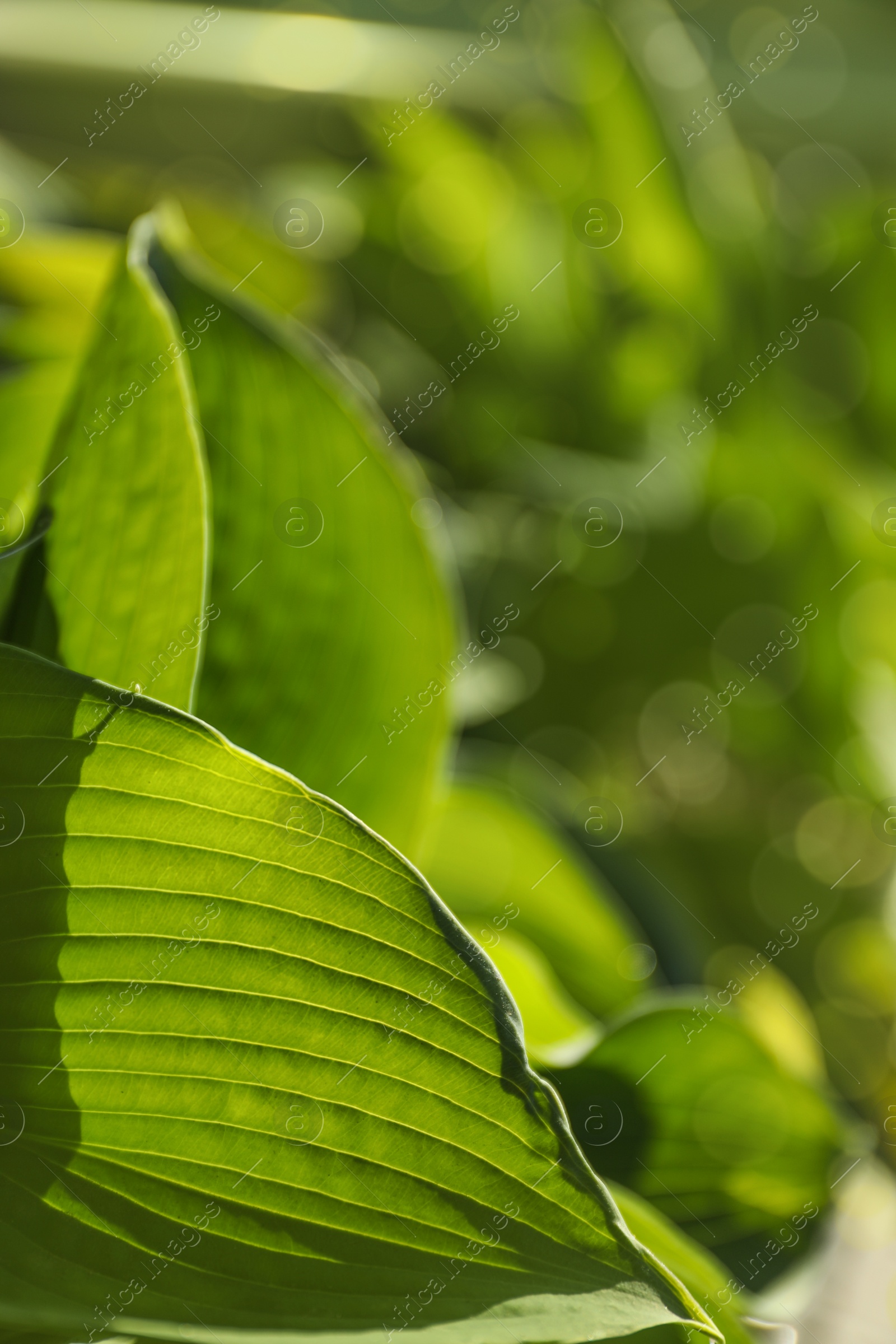 Photo of Hosts green leaves, closeup
