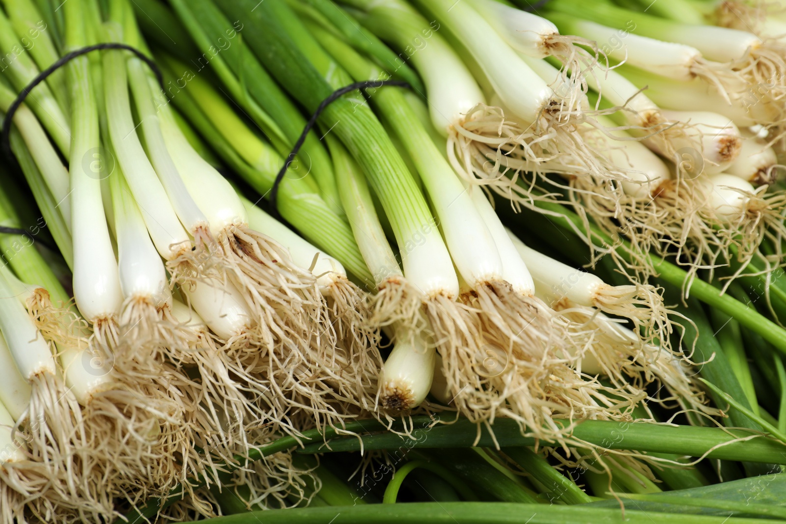 Photo of Bunches of fresh green onions as background, closeup view