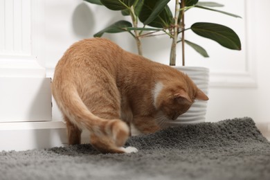 Photo of Cute ginger cat on grey carpet near houseplant at home