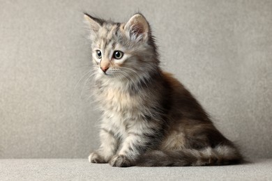 Cute fluffy kitten on grey sofa. Baby animal