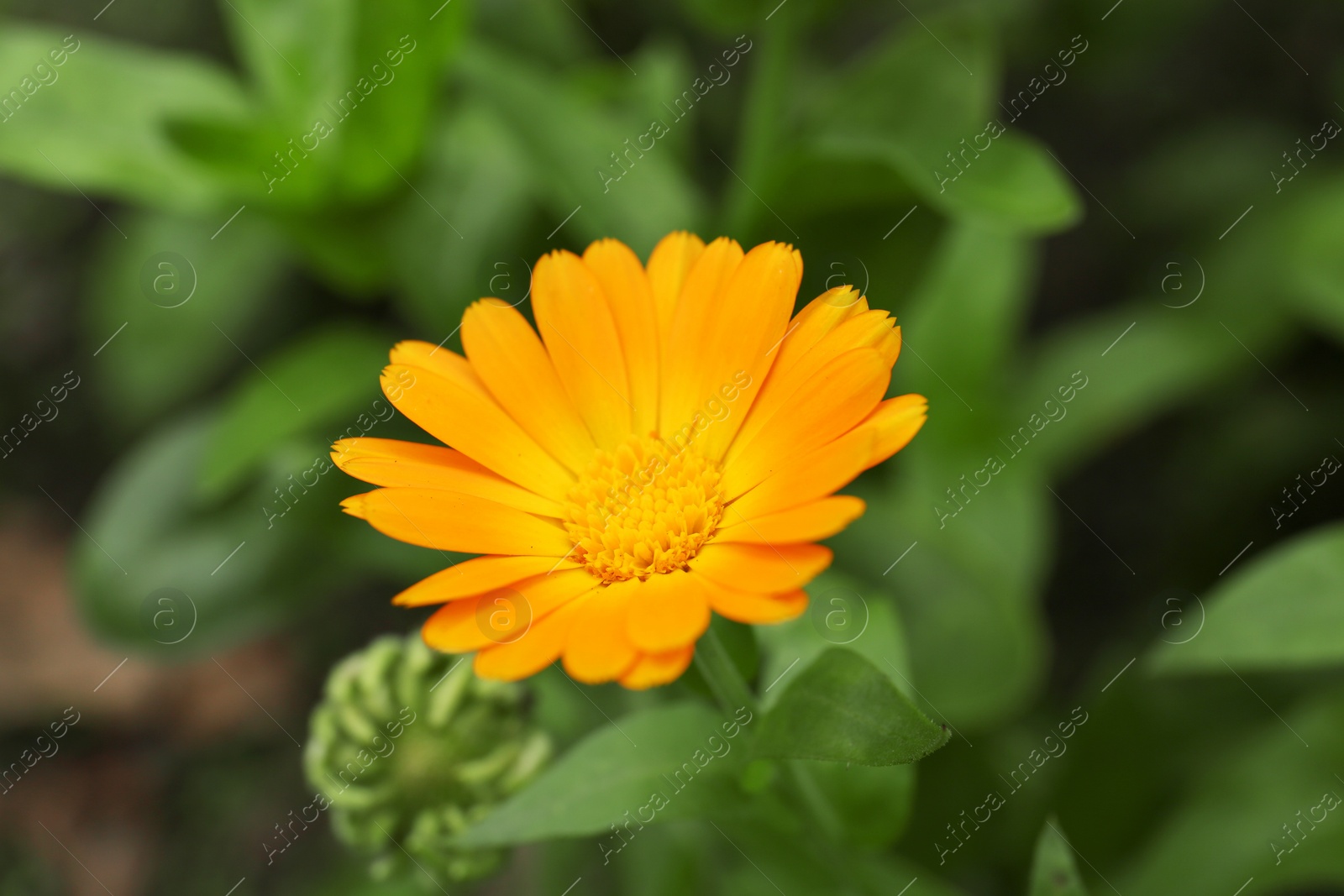 Photo of Beautiful blooming calendula flower growing outdoors, closeup