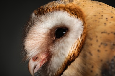 Photo of Beautiful common barn owl on grey background, closeup