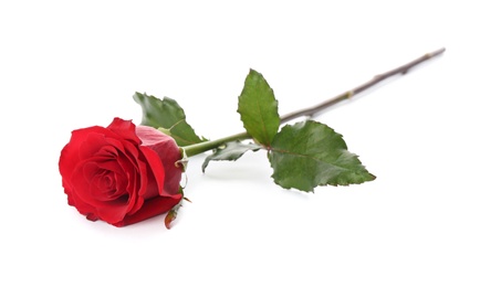 Photo of Beautiful red rose on white background. St. Valentine's day celebration