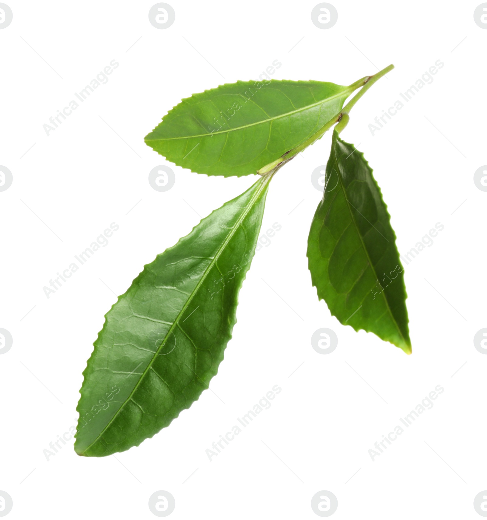 Photo of Green leaves of tea plant isolated on white