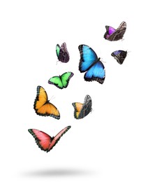 Many beautiful colorful butterflies flying on white background