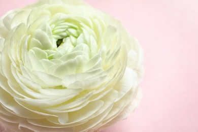 Photo of Beautiful ranunculus flower on color background