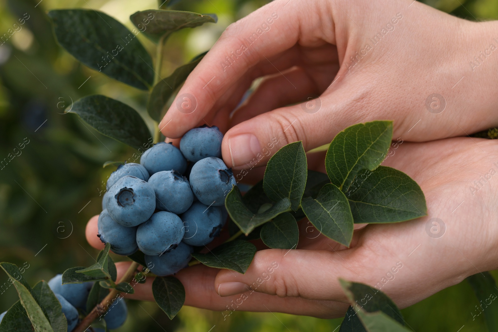 Photo of Woman picking up wild blueberries outdoors, closeup. Seasonal berries