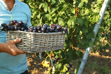 Photo of Man holding basket with fresh ripe juicy grapes in vineyard, closeup