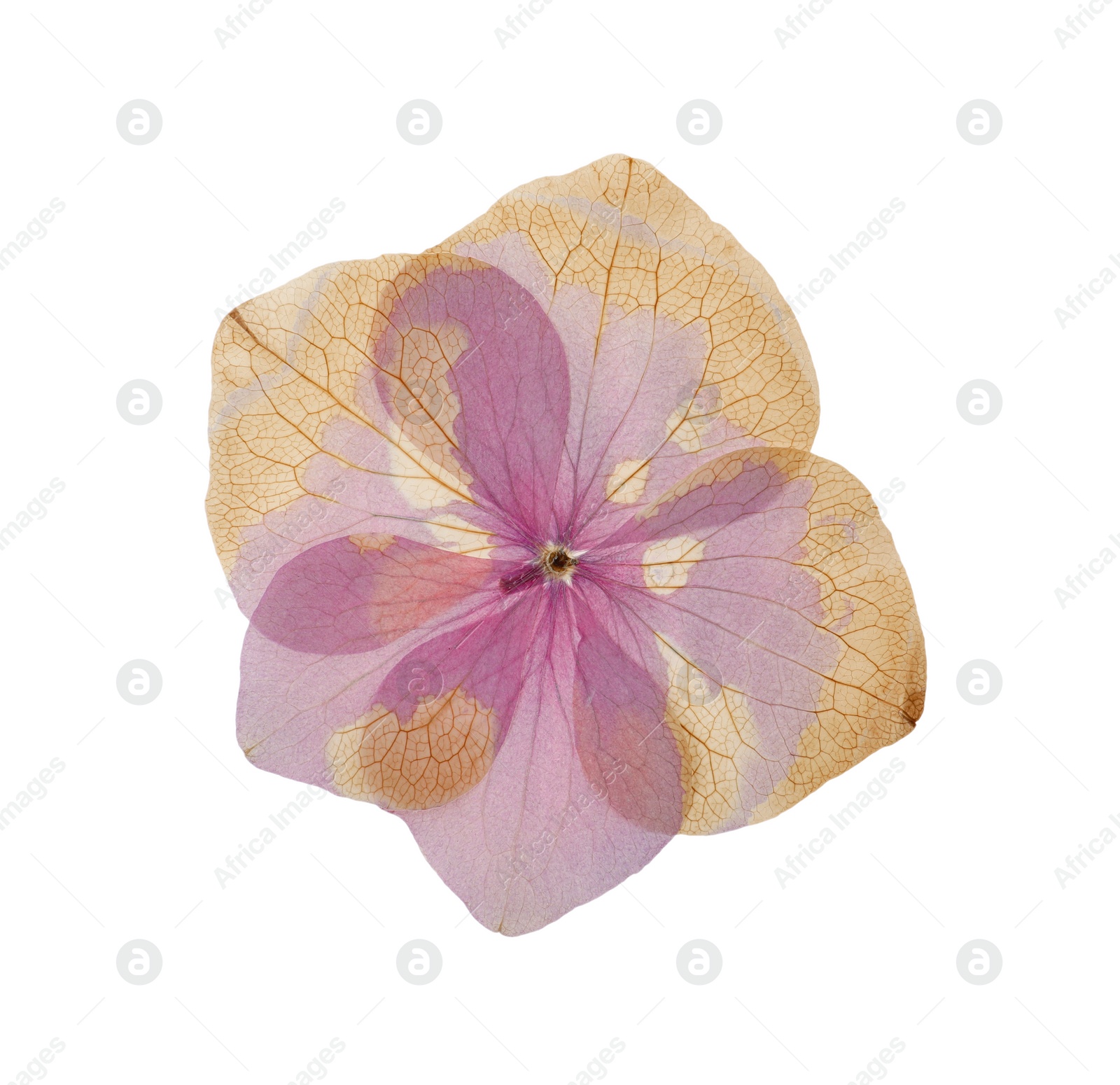 Photo of Wild dried meadow flower on white background, top view