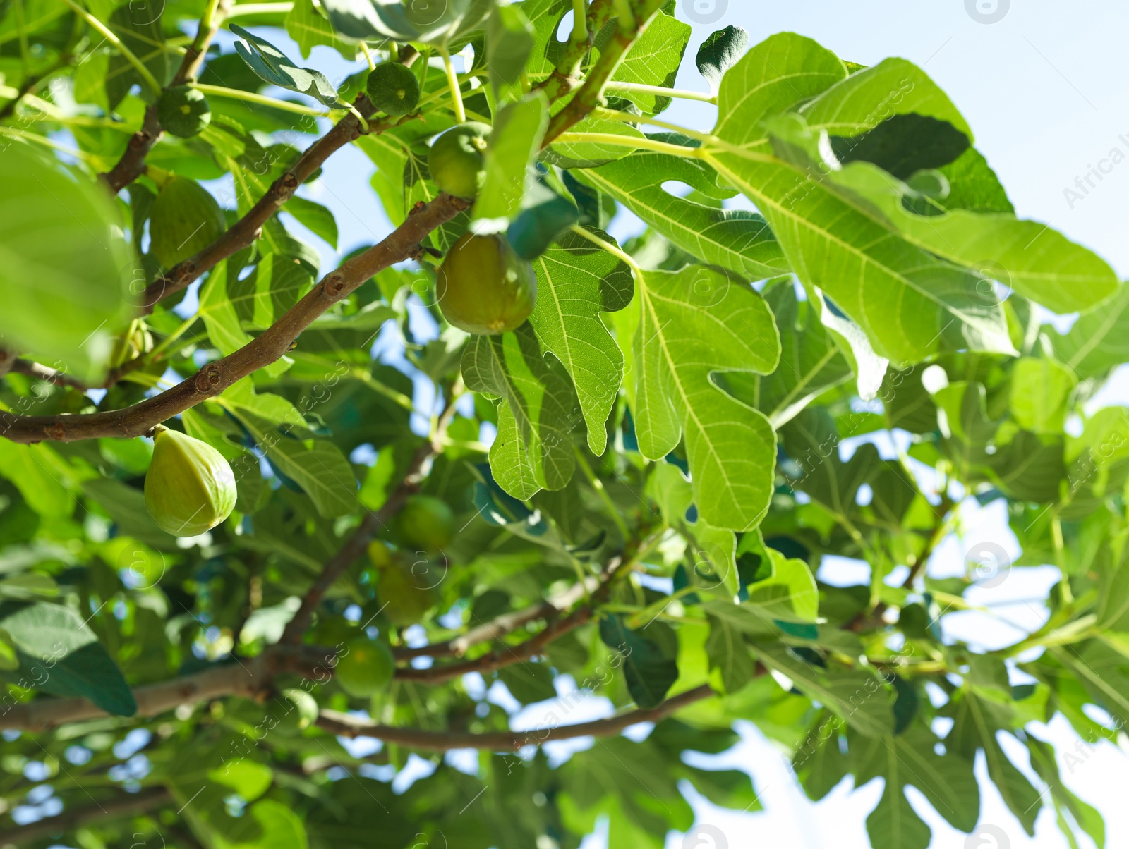 Photo of Beautiful fig tree with fruits and green leaves outdoors