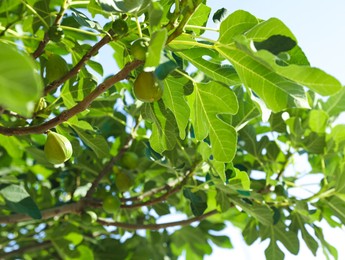 Beautiful fig tree with fruits and green leaves outdoors