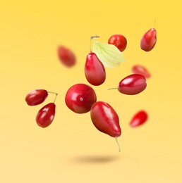 Image of Fresh red dogwood berries and leaf falling on yellow gradient background