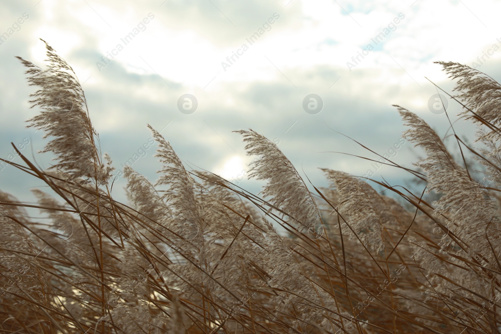 Photo of Beautiful dry reeds under cloudy sky outdoors