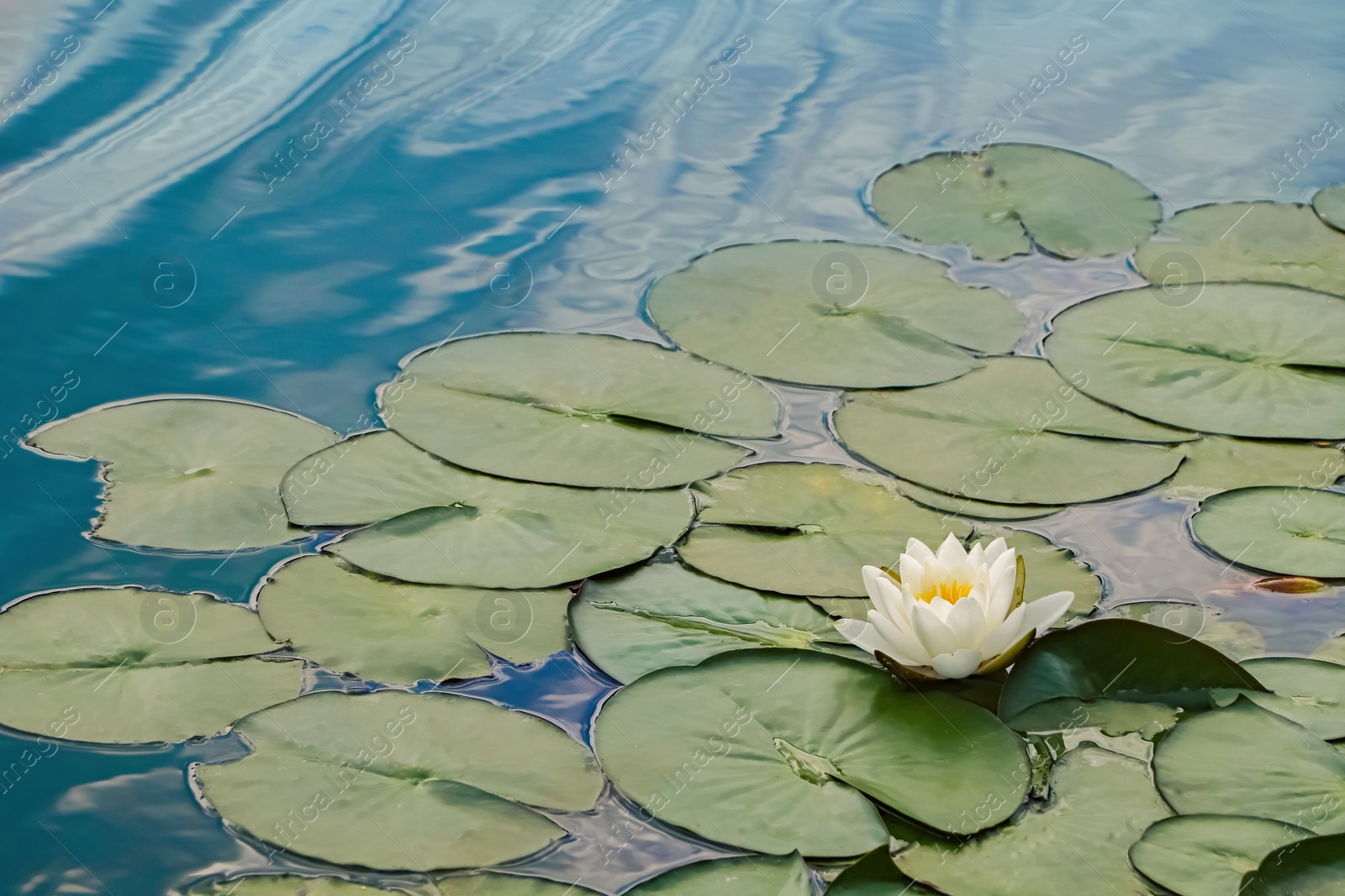 Photo of Pond with beautiful lotus flower and leaves