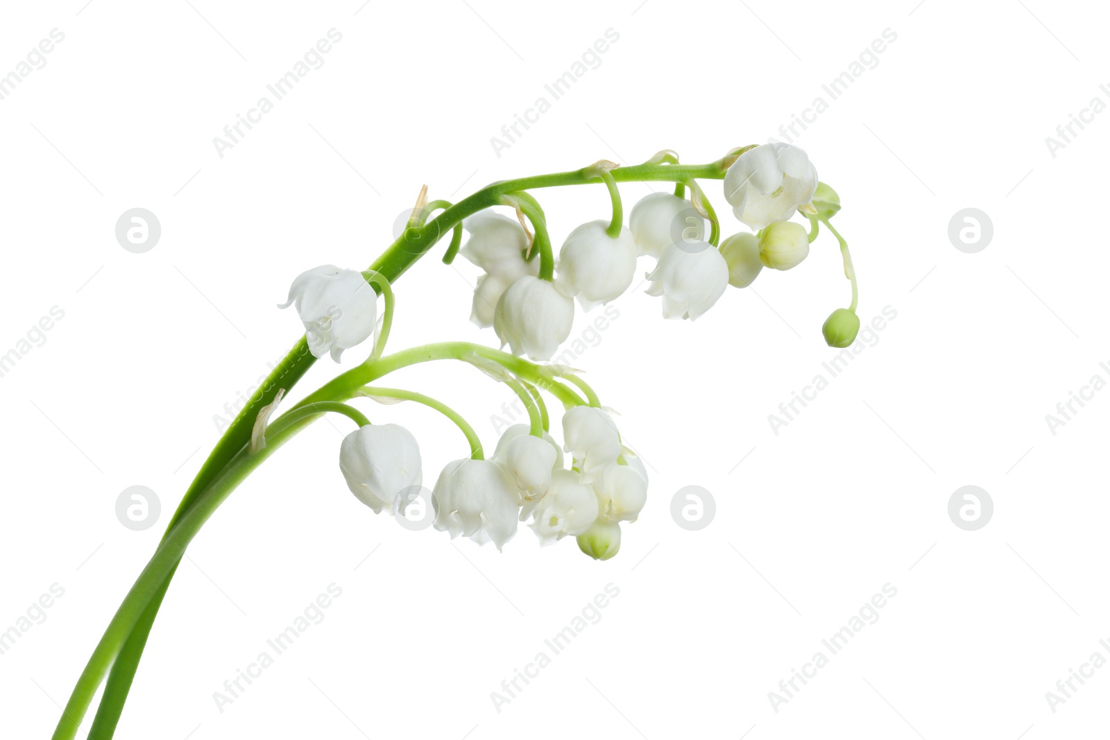 Photo of Beautiful lily of the valley flowers on white background