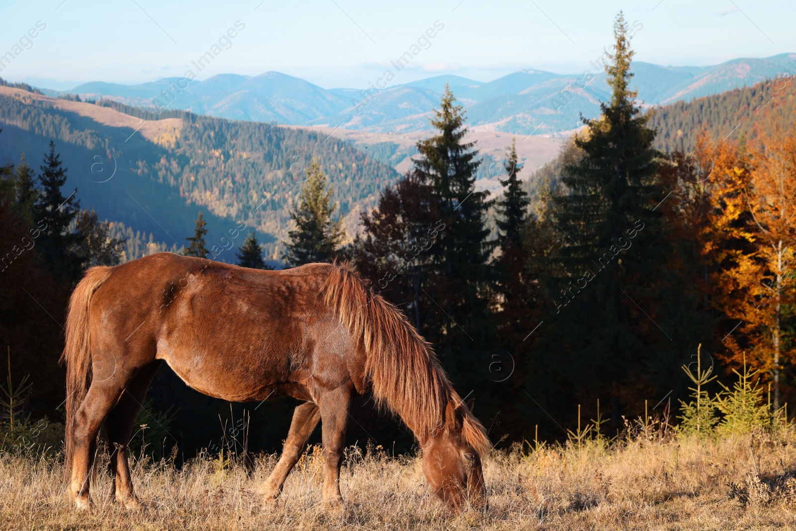 Photo of Brown horse grazing in mountains on sunny day. Beautiful pet